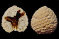 Thumbnail for version as of 11:18, 25 October 2007