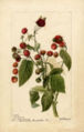 raspberry (red) - watercolor 1892