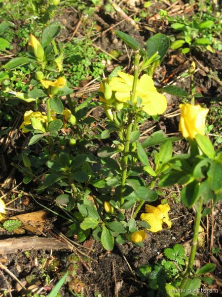 File:Reinwardtia indica-yellow flax-IMG 7693 sfbg0308.jpg