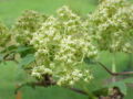 Red-berried Elder (Sambucus racemosa)