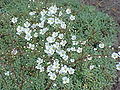 Thumbnail for version as of 09:23, 29 April 2025