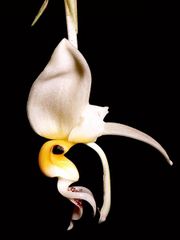 Stanhopea embreei flower