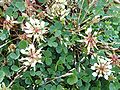 Trifolium occidentale