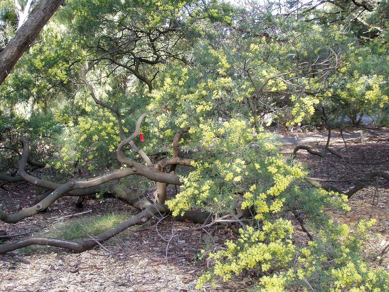 File:1280px-Acacia fimbriata 01.jpg