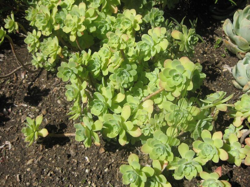 File:1280px-IMG 2157 hunt0903.jpg