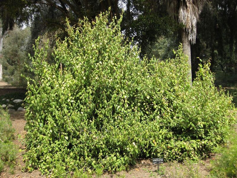 File:1280px-IMG 4583 hunt0904.jpg