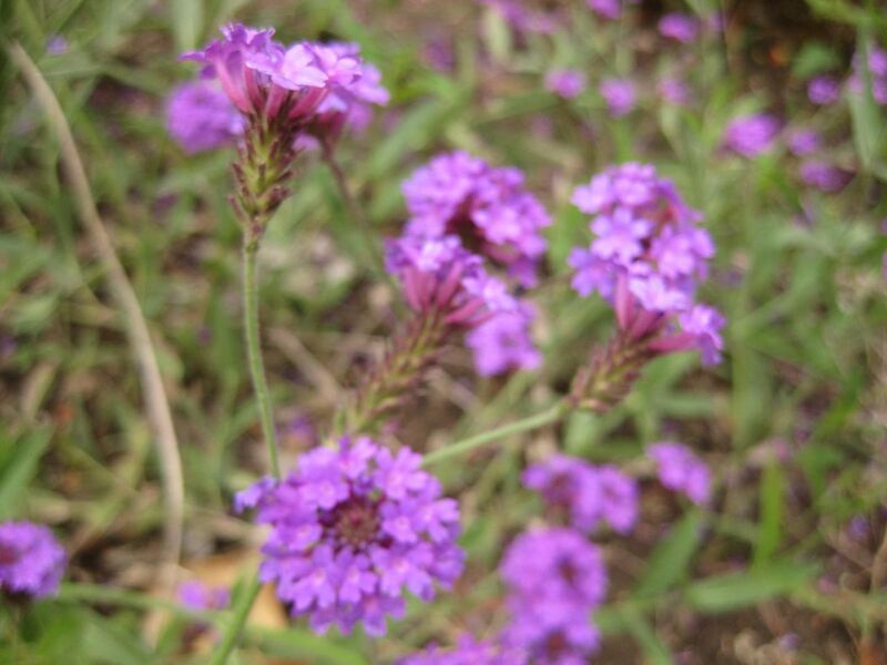 File:1280px-IMG 7075 hunt09jun.jpg