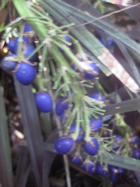 File:576px-IMG 2042 hunt0903.jpg