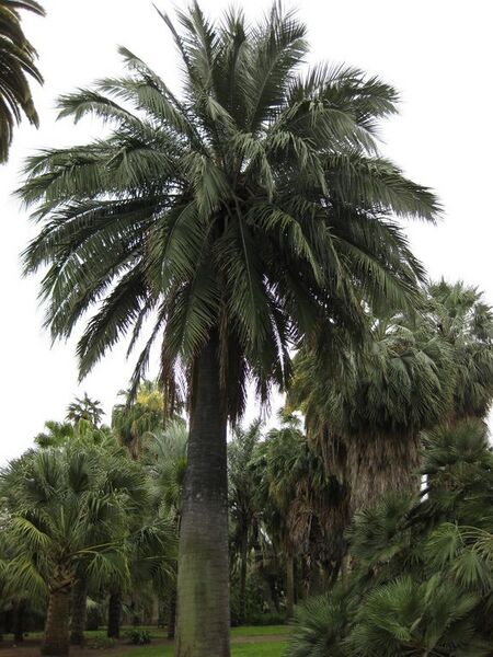 File:576px-IMG 3858 hunt0904.jpg