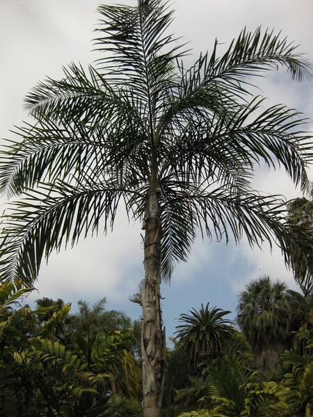 File:576px-IMG 4091 hunt0904.jpg