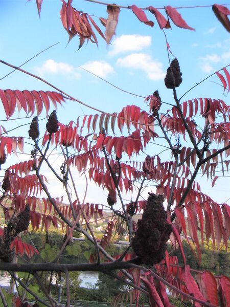 File:768px-Sumac1222.jpg