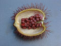 Thumbnail for version as of 04:52, 23 August 2007