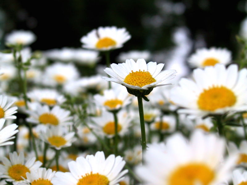 File:Chrysanthemum paludosum-2005.jpg