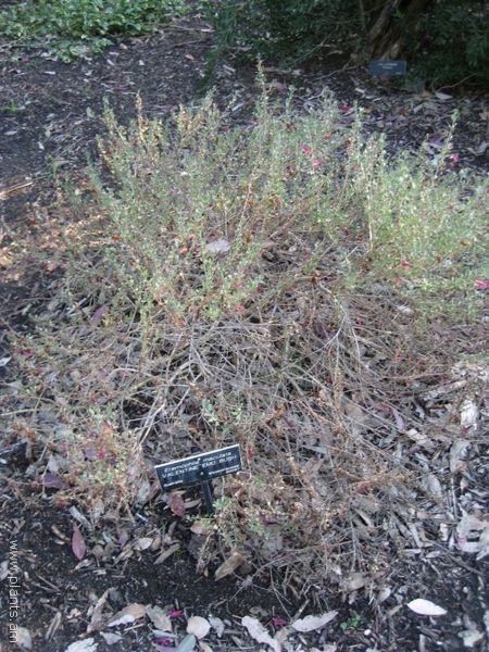 File:Eremophila maculata-valentine emu bush-IMG 0927 hunt07.jpg