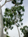 Thumbnail for version as of 17:54, 8 October 2008