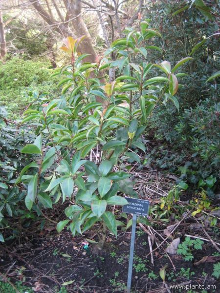 File:Gordonia longicarpa-IMG 7458 sfbg0308.jpg