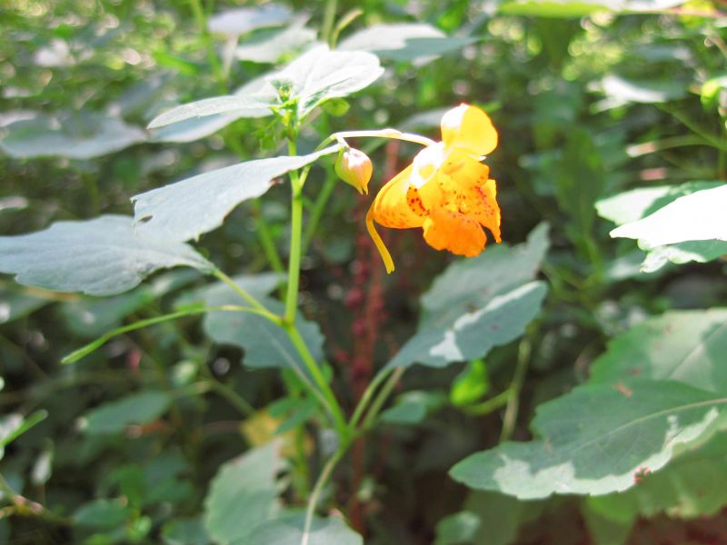 File:IMG 0350 nybg09.jpg
