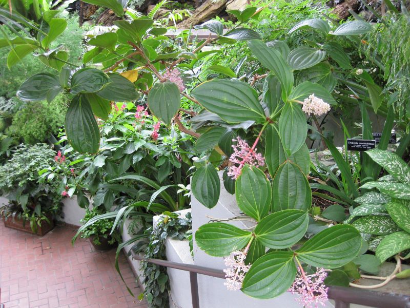 File:IMG 1028 bbg09.jpg