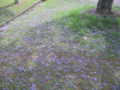 Purple jacaranda flowers carpet the ground as they fall.