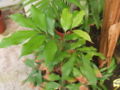 Young plant