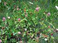 Thumbnail for version as of 07:02, 2 October 2007