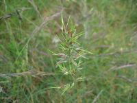 Bulbous Meadow-grass (Poa bulbosa)