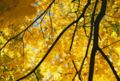 Yellow Norway Maple leaves in autumn