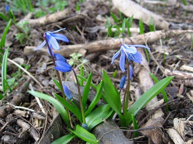 File:1024px-Blausternchen 2.jpg