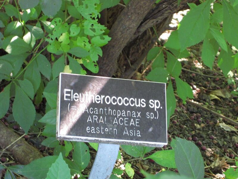 File:1024px-IMG 0343 nybg09.jpg