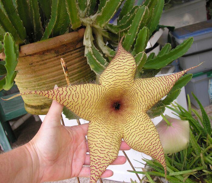 File:1192px-Stapelia gigantea flower and bud.JPG