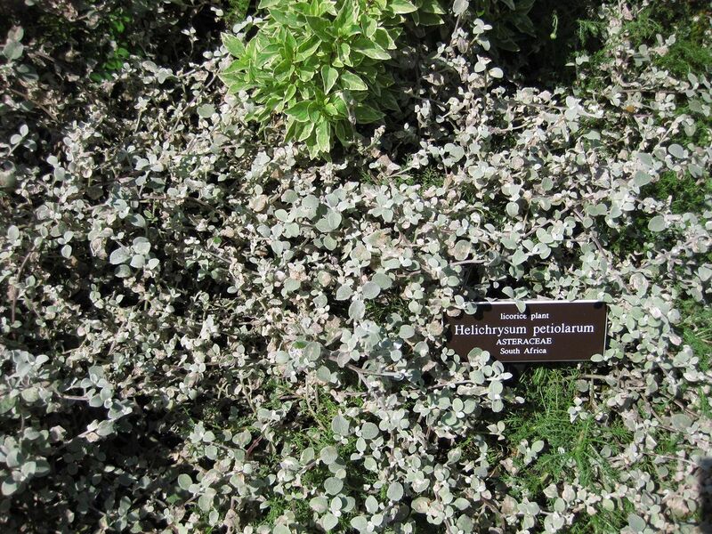 File:1280px-IMG 0258 nybg09.jpg