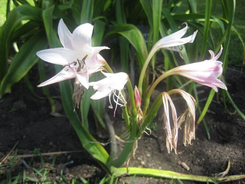 File:1280px-IMG 2105 hunt0903.jpg