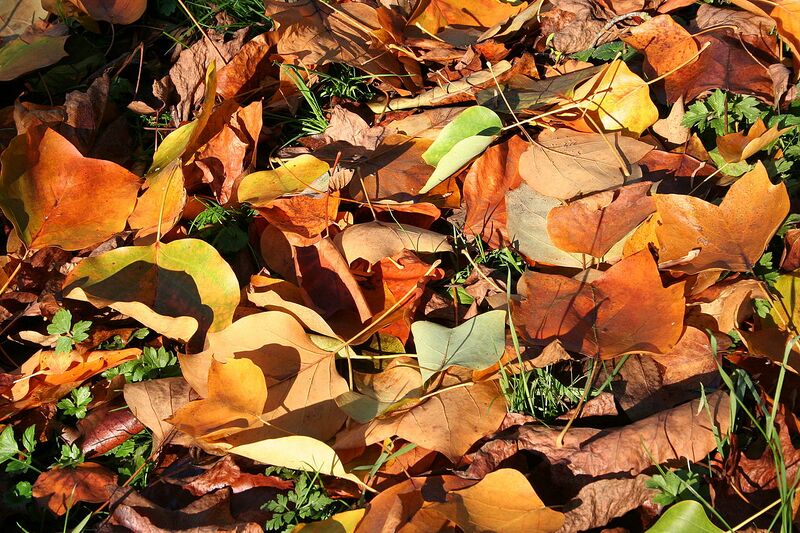 File:1280px-Liriodendron tulipifera 'Mediopictum' JPG1c.jpg