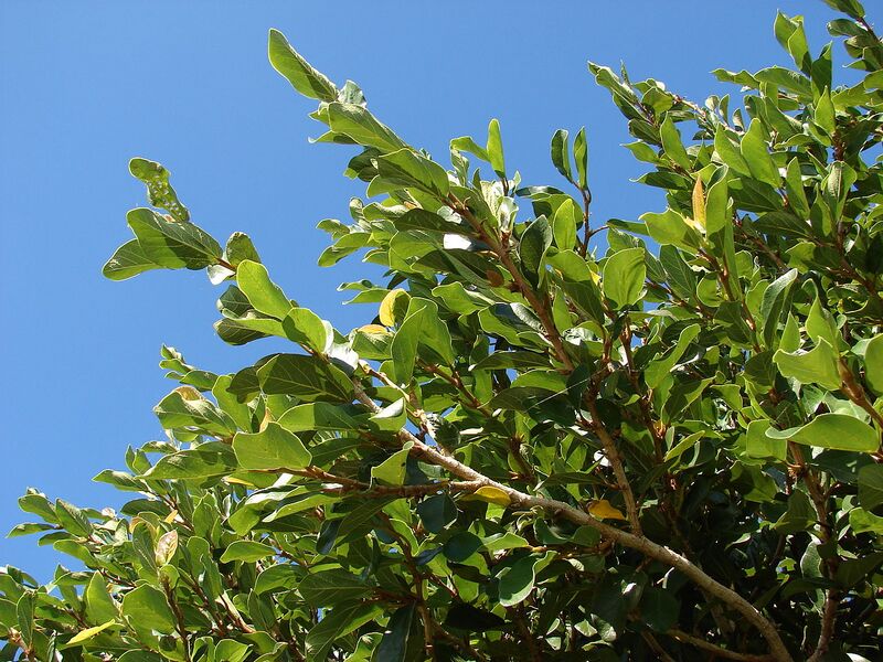 File:1280px-Starr 070111-3186 Ficus pumila.jpg