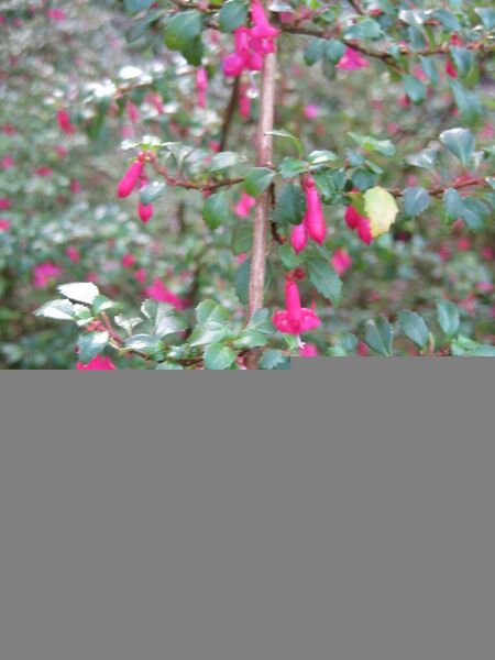File:20080929054943!Fuchsia microphylla-IMG 7370 sfbg0308.jpg