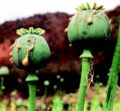 Opium poppies