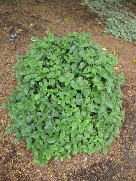 File:576px-IMG 5032 hunt0904.jpg