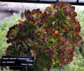 Aeonium arboreum 'Atropurpeum'