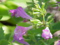Thumbnail for version as of 00:42, 25 July 2009