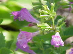 Calamintha grandiflora
