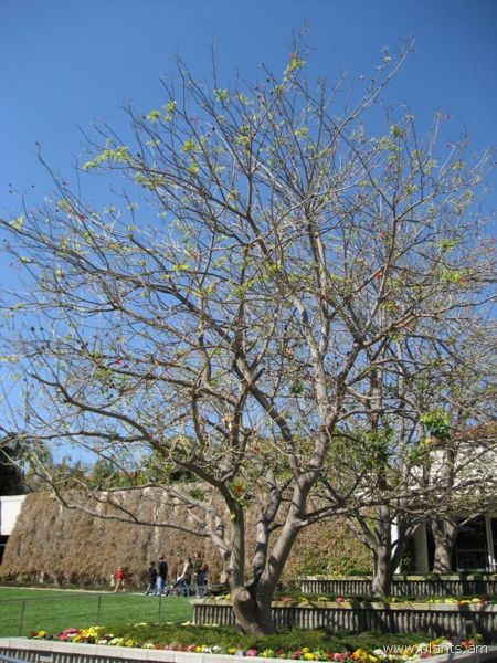 File:Erythrina x sykesii-IMG 0230 hunt07.jpg