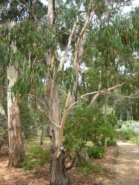 File:Eucalyptus cephalocarpa-IMG 3230 lokrun.jpg