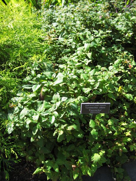 File:IMG 0156 nybg09.jpg