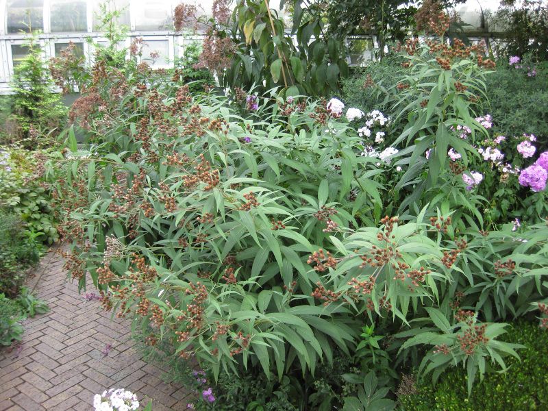File:IMG 0823 bbg09.jpg