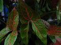 Thumbnail for version as of 16:04, 18 April 2010