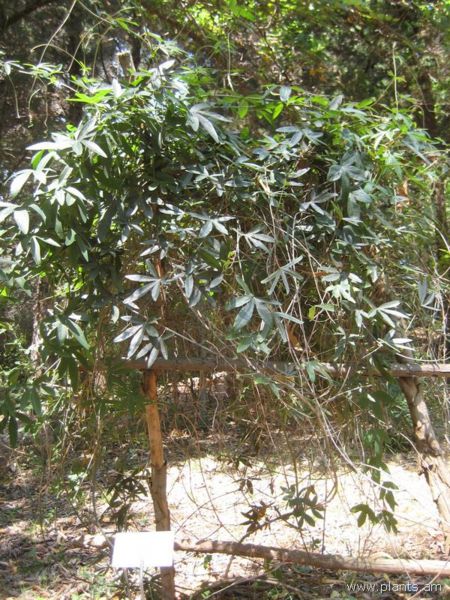File:Passiflora caerulea-IMG 2909 lokrun.jpg