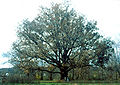 Thumbnail for version as of 09:22, 29 April 2025