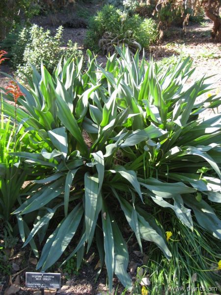 File:Urginea maritima-sea onion-IMG 0792 hunt07.jpg