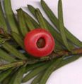 Berry-like yew cone