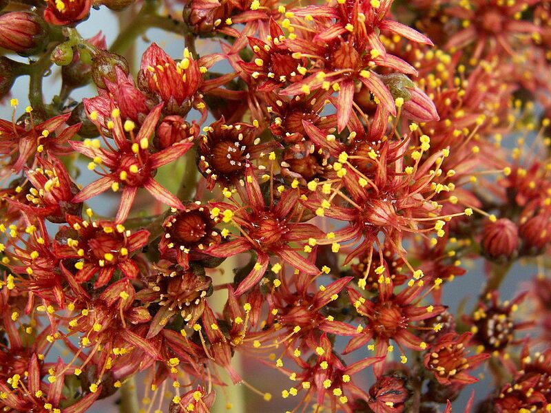 File:1024px-Aeonium nobile PICT3761.jpg